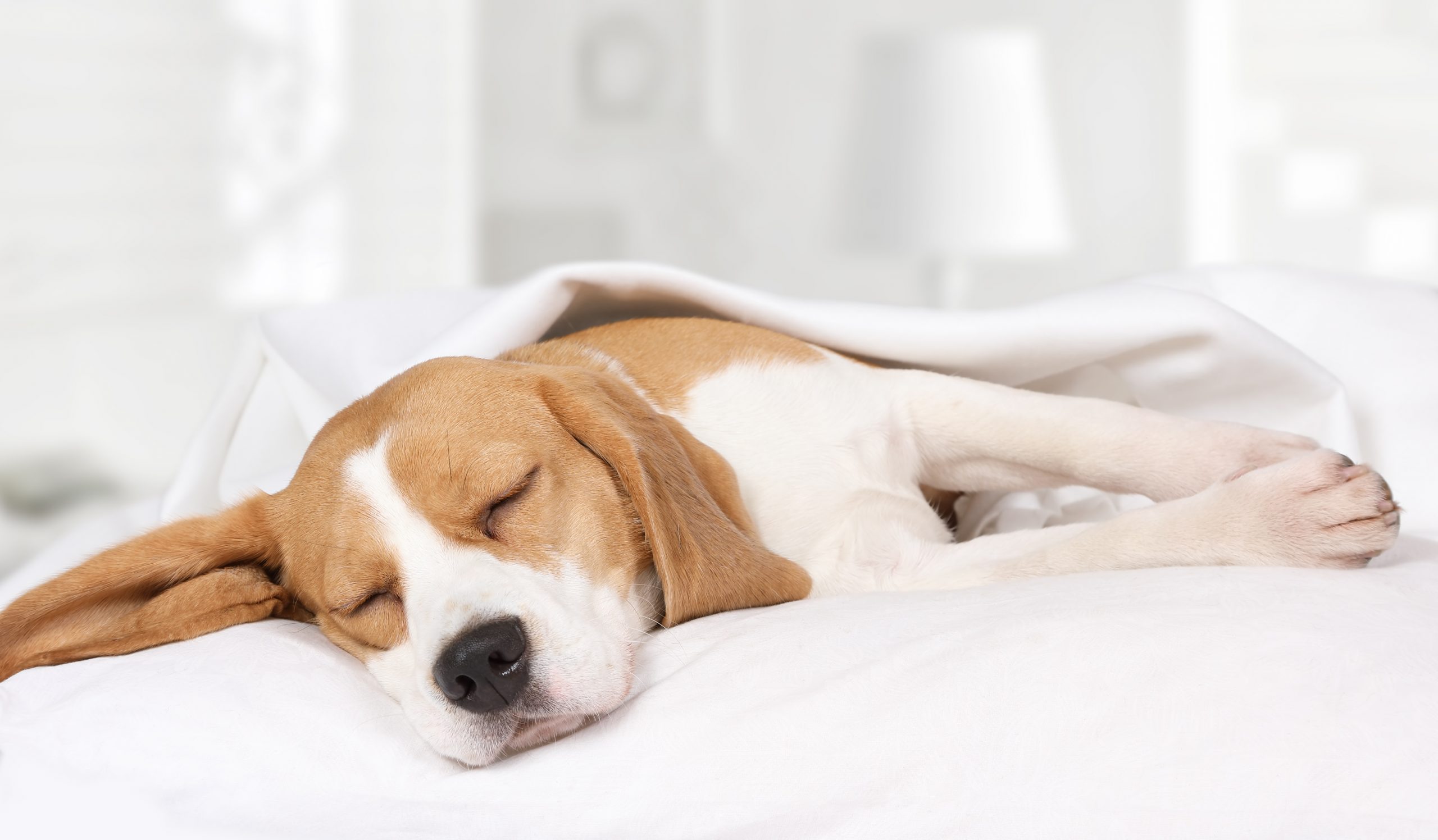 Can Dogs Have Sleep Apnea? Sleep Apnea In Keller, TX Dr. Rebecca Lauck